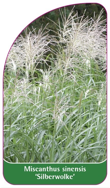 GR-200012-00-VS594b8ab52a518