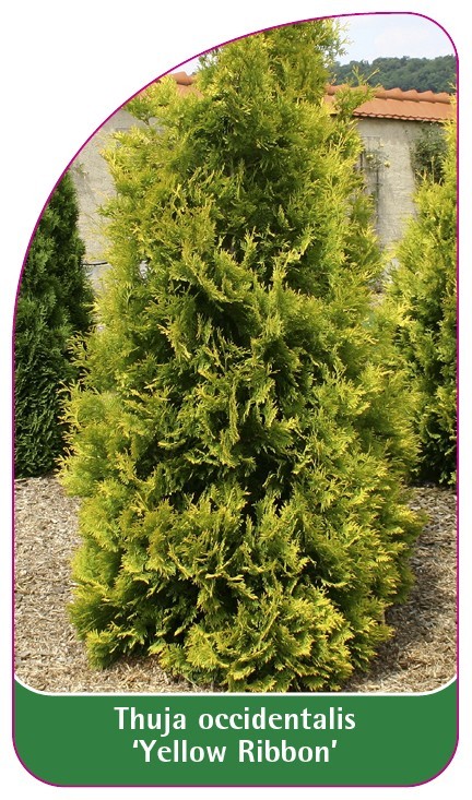 KO-0236-01-VS0fuKixIuHo5qC