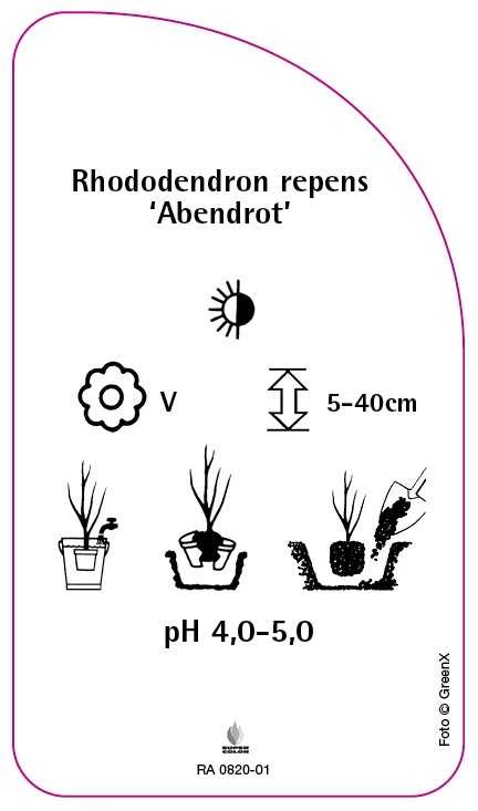 Rhododendron repens 'Abendrot', 68 x 120 mm - Etiketten-Becker