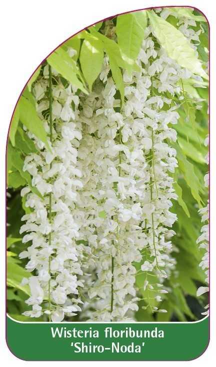 Wisteria floribunda 'Shiro-Noda', 68 x 120 mm - Etiketten-Becker
