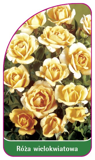 PL-201857K-00-VS59e5f62bbcb10