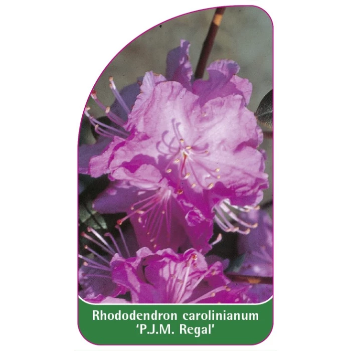 Rhododendron carolinianum 'P.J.M. Regal', 68 x 120 mm - Etiketten-Becker