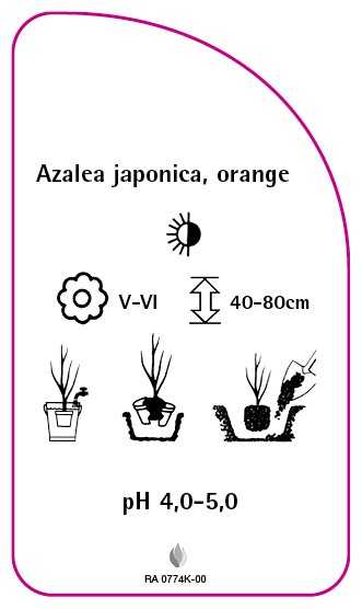 Azalea Tags Azalea japonica, orange, 52 x 90 mm - Etiketten-Becker