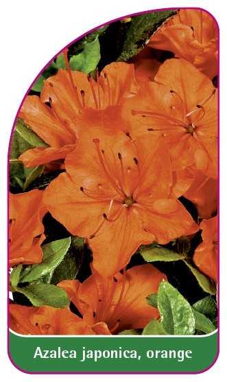 Azalea Tags Azalea japonica, orange, 52 x 90 mm - Etiketten-Becker