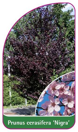 ZI-200260K-00-VS