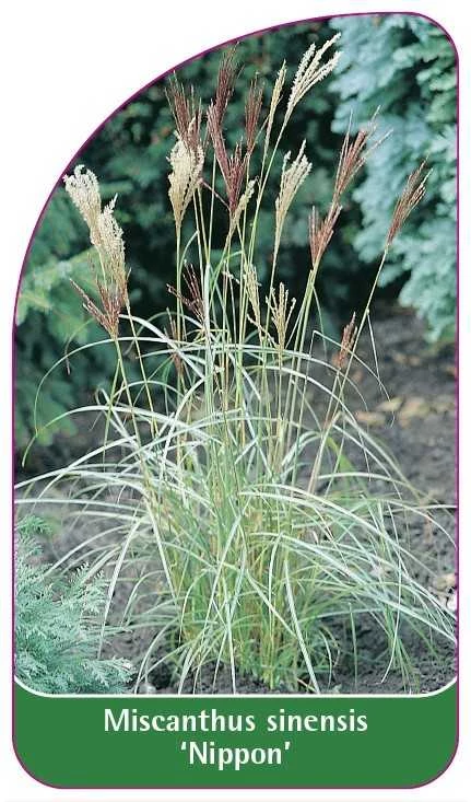 GR-200054-00-VS594b8adc703bf