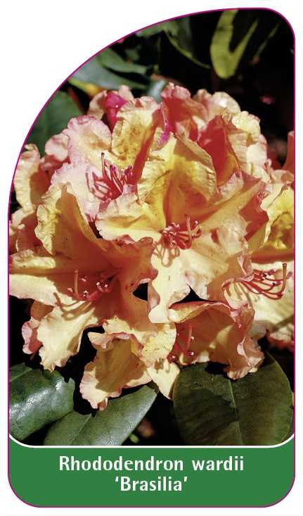 RA-200036-00-VS594b9256b132b