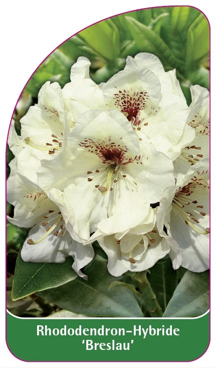 RA-200039-00-VS594b925a50737