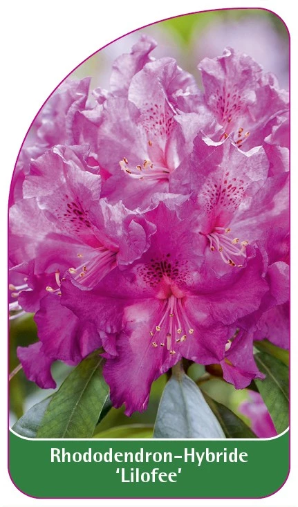 Rhododendron-Hybride 'Lilofee', 68 x 120 mm - Etiketten-Becker