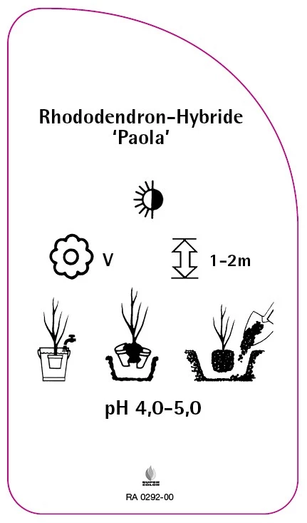 Rhododendron-Hybride 'Paola', 68 x 120 mm - Etiketten-Becker