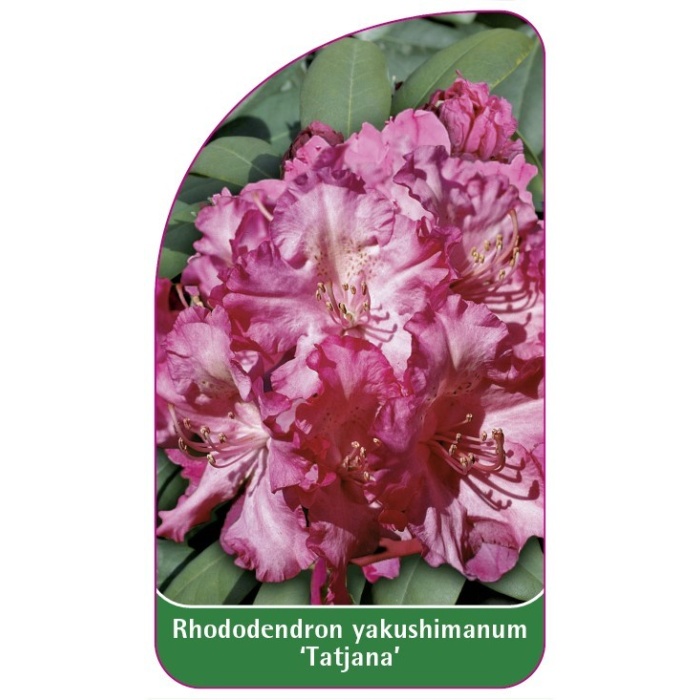RA-200525-00-VS594b939f4cc9a