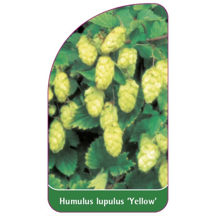 Humulus lupulus 'Yellow', 68 x 120 mm - Etiketten-Becker