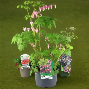 Pot clip labels